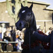 Arabians International  -  Arabian Soul 