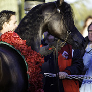 Arabians International  -  Arabian Soul 