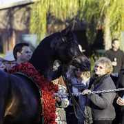 Arabians International  -  Arabian Soul 