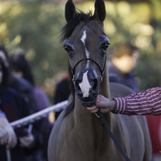 Arabians International