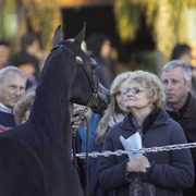 Arabians International