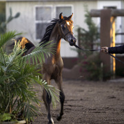 Arabians International