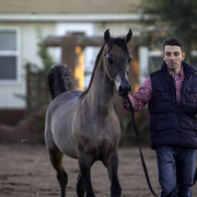 Arabians International