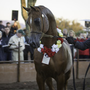 Arabians International