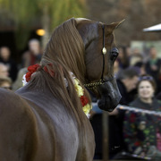 Arabians International