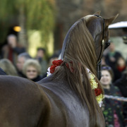 Arabians International