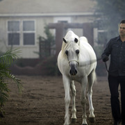 Arabians International