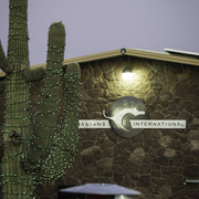 Arabians International