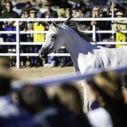 Title Sponsor Royal Arabians