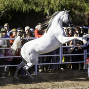 Title Sponsor Royal Arabians