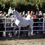 Title Sponsor Royal Arabians