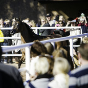 Title Sponsor Royal Arabians