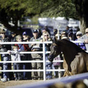 Title Sponsor Royal Arabians