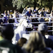 Title Sponsor Royal Arabians