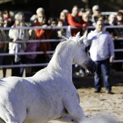 Title Sponsor Royal Arabians