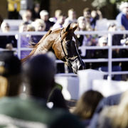 Title Sponsor Royal Arabians