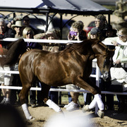 Title Sponsor Royal Arabians