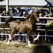 Title Sponsor Royal Arabians