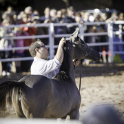 Title Sponsor Royal Arabians