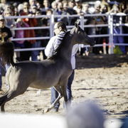 Title Sponsor Royal Arabians
