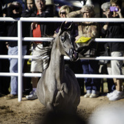 Title Sponsor Royal Arabians
