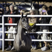 Title Sponsor Royal Arabians