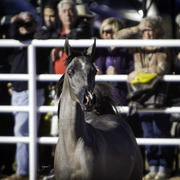 Title Sponsor Royal Arabians