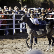 Title Sponsor Royal Arabians