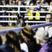 Title Sponsor Royal Arabians