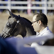 Title Sponsor Royal Arabians