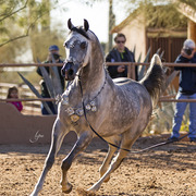 McDonald Arabians 
Photo by Lysa Roman