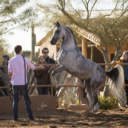 McDonald Arabians 
Photo by Lysa Roman