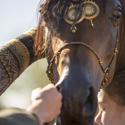 McDonald Arabians 
Photo by Lysa Roman