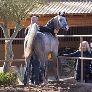 McDonald Arabians 
Photo by Lysa Roman