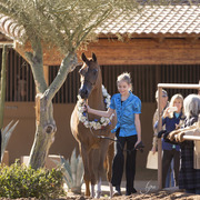McDonald Arabians 
Photo by Lysa Roman