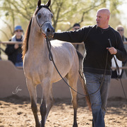 McDonald Arabians 
Photo by Lysa Roman