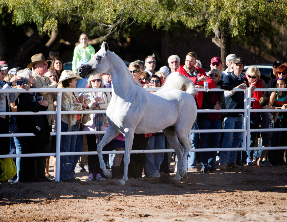 Royal Arabians