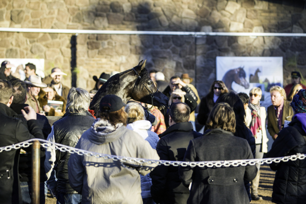 Arabian International - 8th Annual Farm Tour 