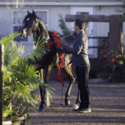 Arabian International - 8th Annual Farm Tour 