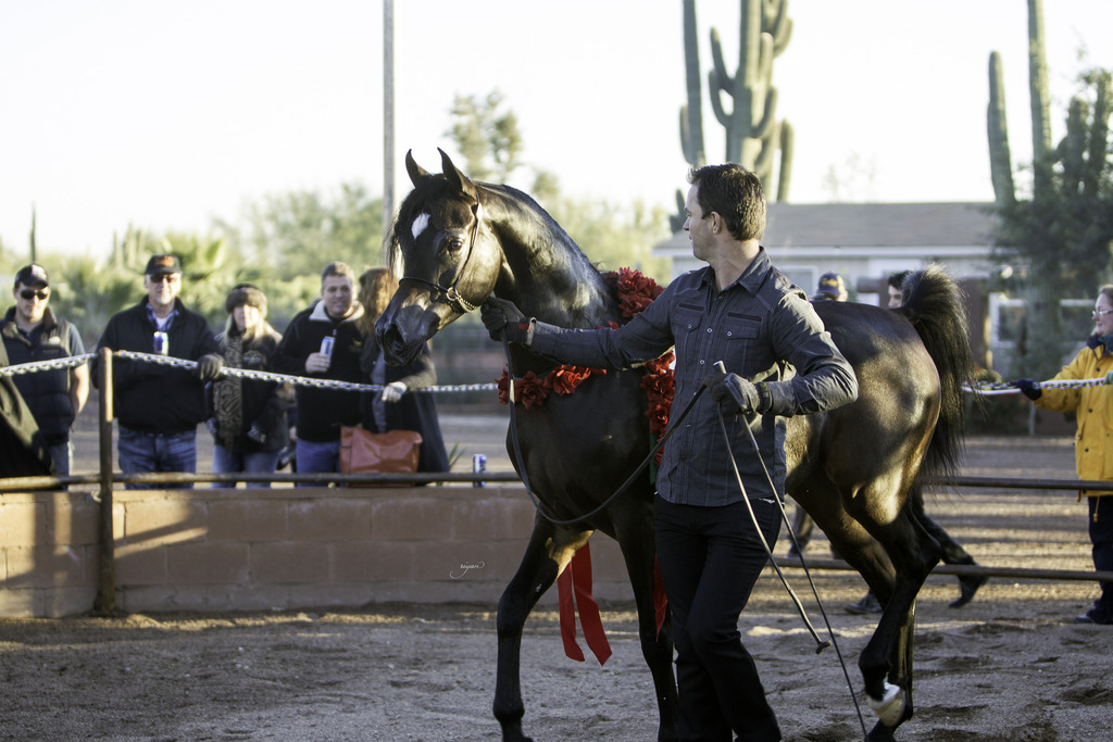Arabian International - 8th Annual Farm Tour 