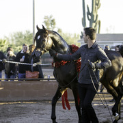 Arabian International - 8th Annual Farm Tour 