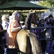 Arabian Expressions - 8th Annual Farm Tour 