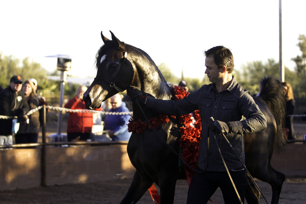 Arabian International - 8th Annual Farm Tour 