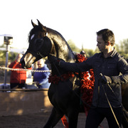 Arabian International - 8th Annual Farm Tour 