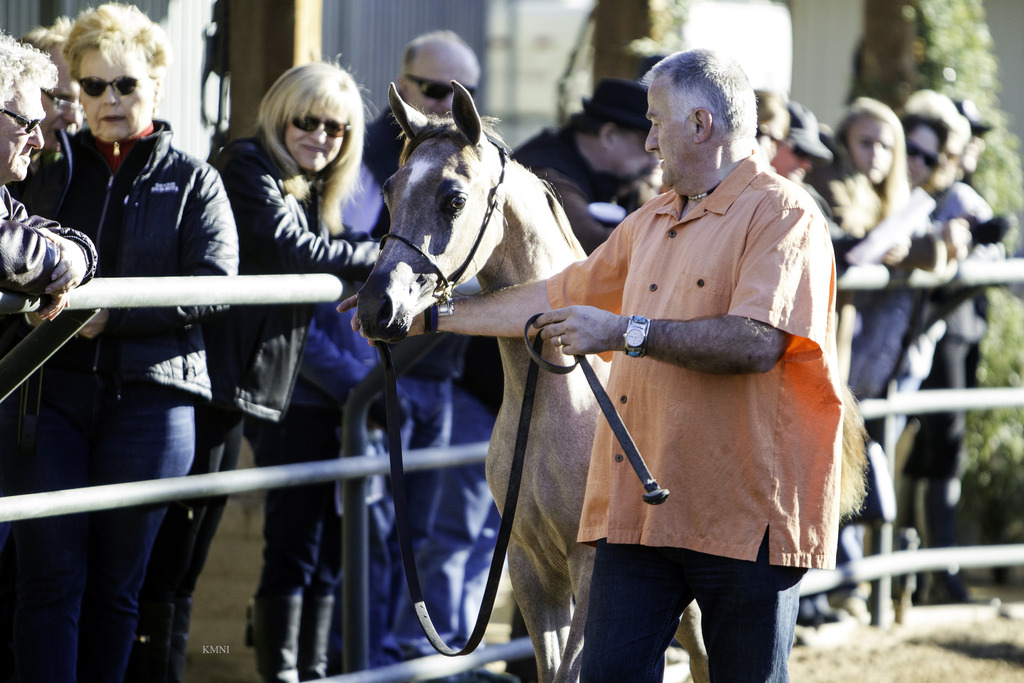 Arabian Expressions - 8th Annual Farm Tour 