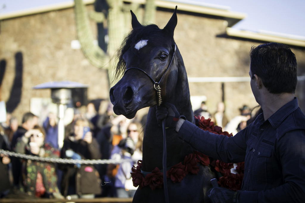 Arabian International - 8th Annual Farm Tour 