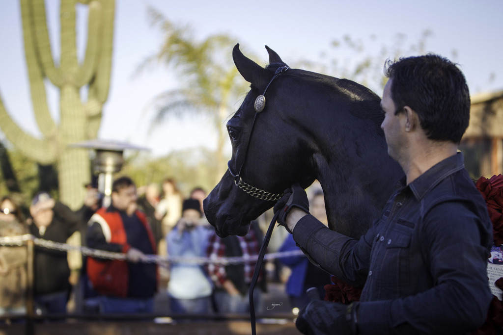 Arabian International - 8th Annual Farm Tour 