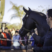 Arabian International - 8th Annual Farm Tour 