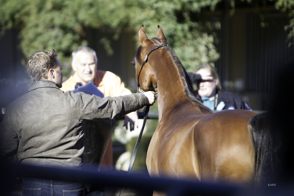 Arabian Expressions - 8th Annual Farm Tour 