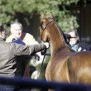 Arabian Expressions - 8th Annual Farm Tour 